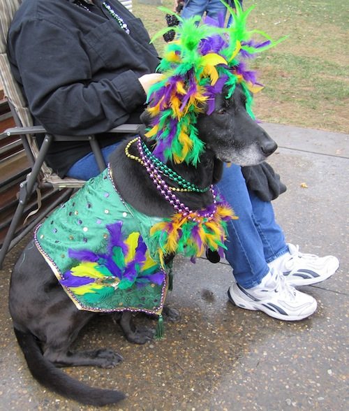 Mardi Growl brings out the cutest faces in town! - Blue StreakBlue Streak