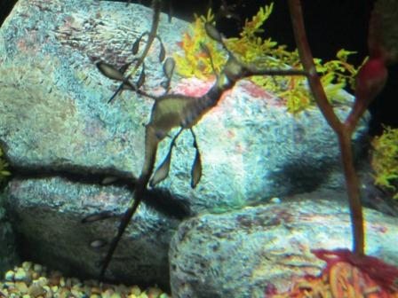 1-sea-dragon This is a sea dragon!
