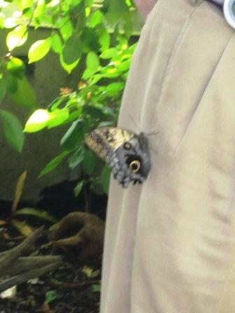 butterfly-on-alans-pants1 In the butterfly pavilion, Alan was enchanted with this one, who landed on his pants.