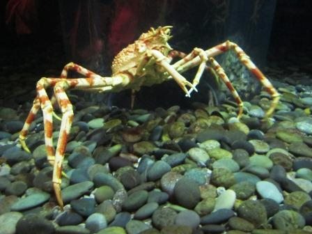 crab Crab