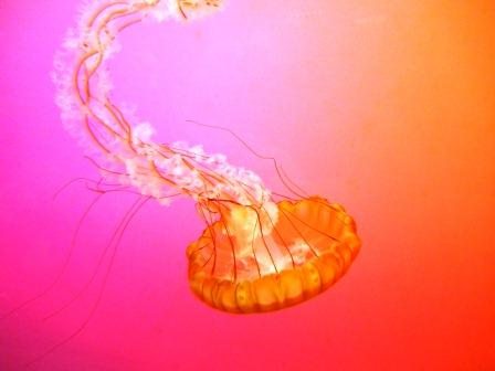 jelly-five A jelly's body is 95 percent water.