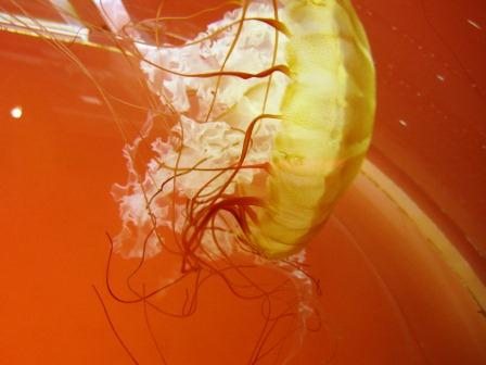 jelly-four Northeast Pacific sea nettle