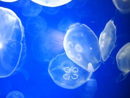 jelly-six Moon jellies
