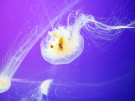 jelly-two Egg yolk jelly
