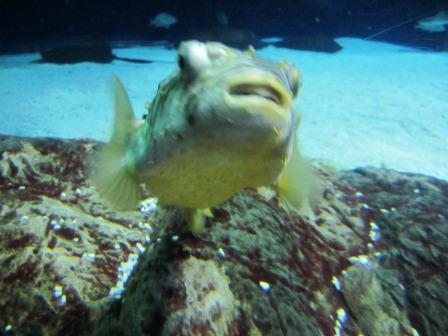 puffer I love puffers. So ugly, they're cute!