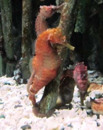 seahorses The best thing about seahorses, in my opinion? The male is the one to give birth!