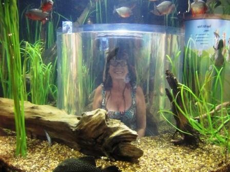 tess-in-piranha-tank Tess took a turn in the piranha tank!