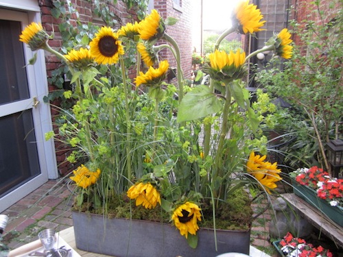 sunflowers Sunflowers always lend a cheery element.