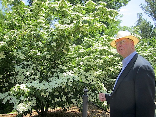 arthur-and-dogwood Arthur checks out one of several pretty dogwoods.