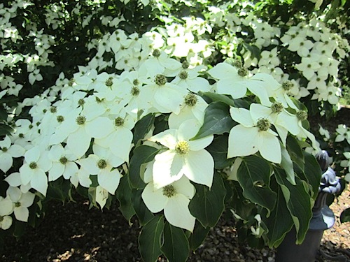 dogwood Here's a closeup. I hope one of my plant-loving friends can shed some light on this.