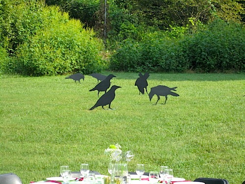 birds Derek White birds on the lawn.