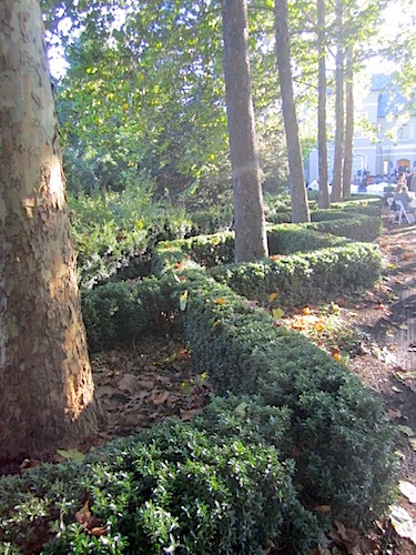 hedges I love these hedges on the approach to Sherri Lee's patio. Don't they just say "fall" in this photograph?