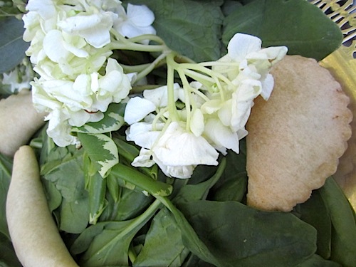 herb-mushroom-turnovers Caterer Nancy Kendrick also provided herb mushroom turnovers as a passed appetizer.