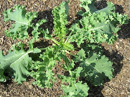 kale Like this kale (I think!).