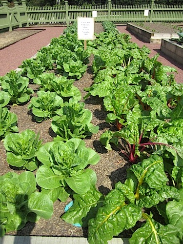 swiss chard And Swiss chard.
