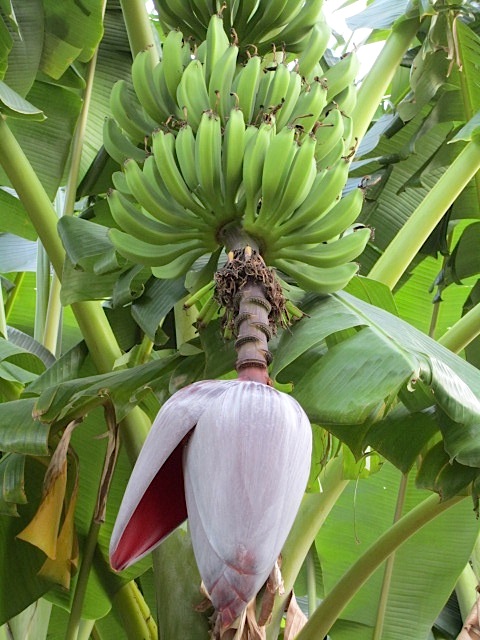 Lush tropical plants like this banana tree thrive in the backyard.