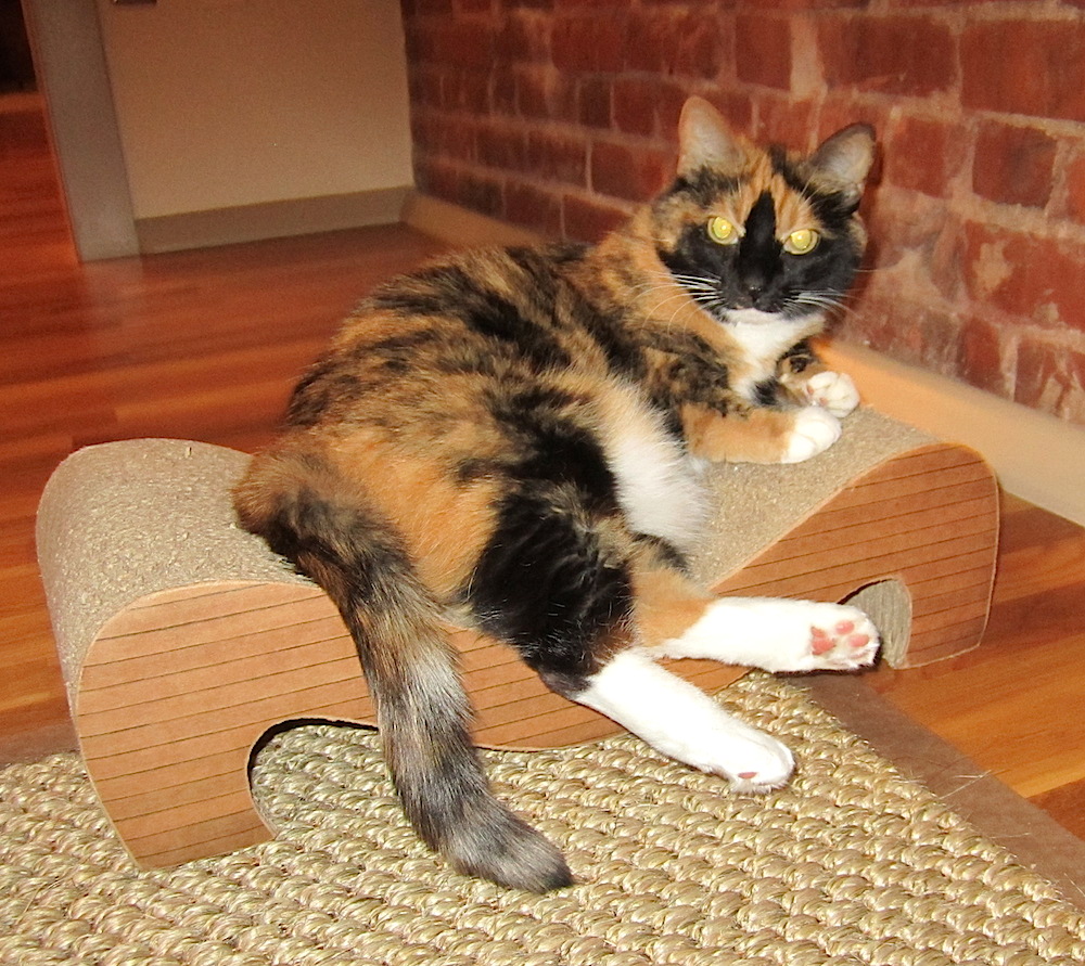 Our super shy calico cat, Rexie, came out from hiding the minute our guests closed the front door! What a chicken.