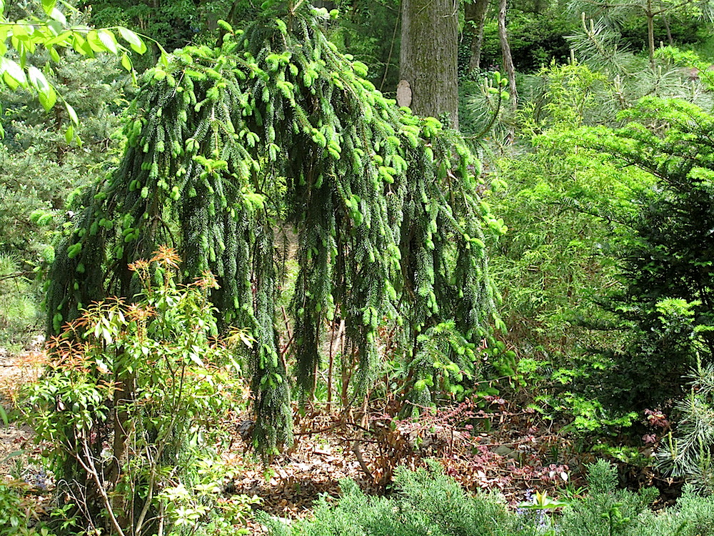 More conifers. They come in many colors and shapes.