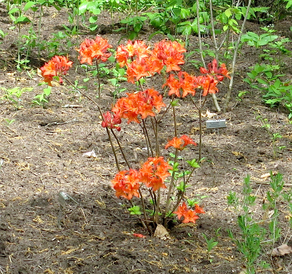Flaming azaleas -- the kind that Gregory's Bald is famous for.