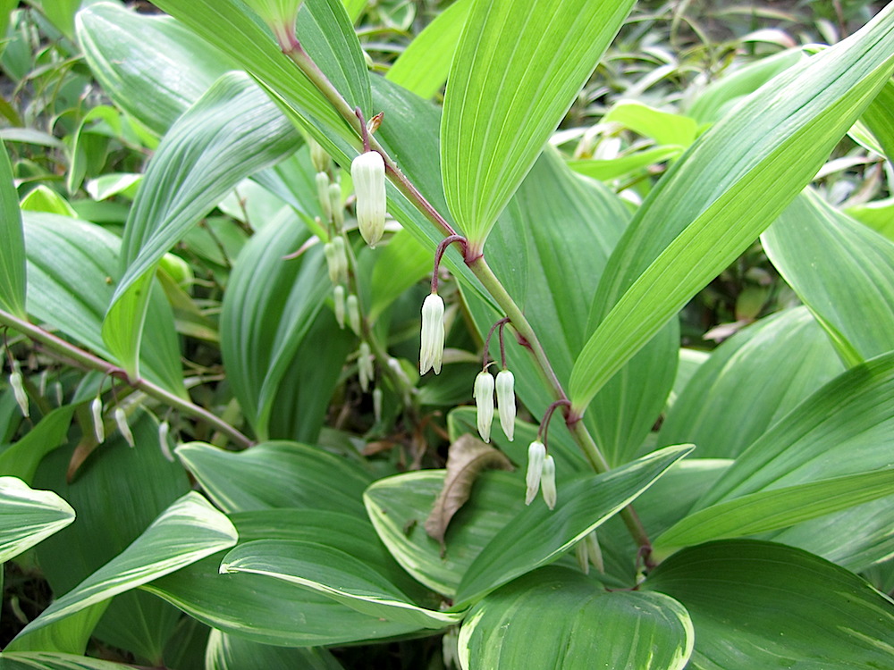 This plant is called a Flowering Solomon Seal. I can understand why he likes it!