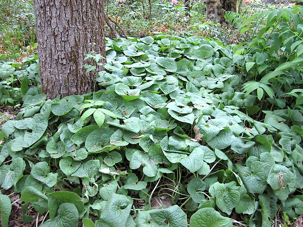 Here's what the foliage looks like.