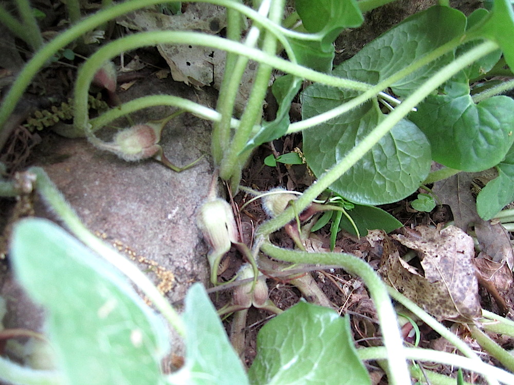 This is wild ginger. Commonly, it is called "little brown jugs" -- for obvious reasons.