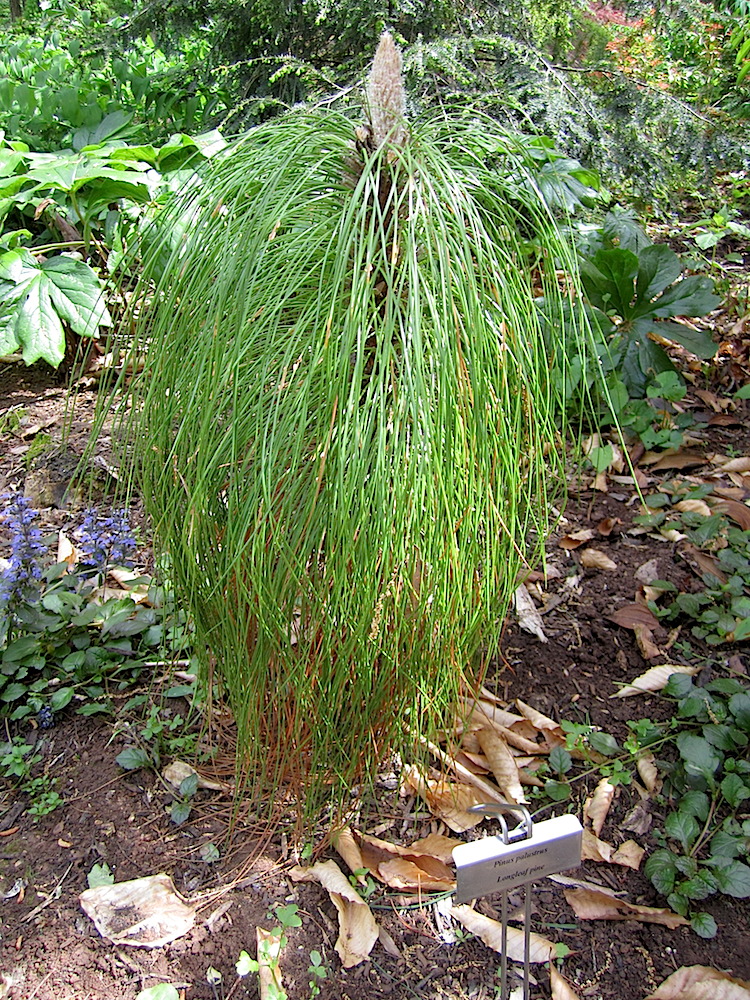 Longleaf pine.