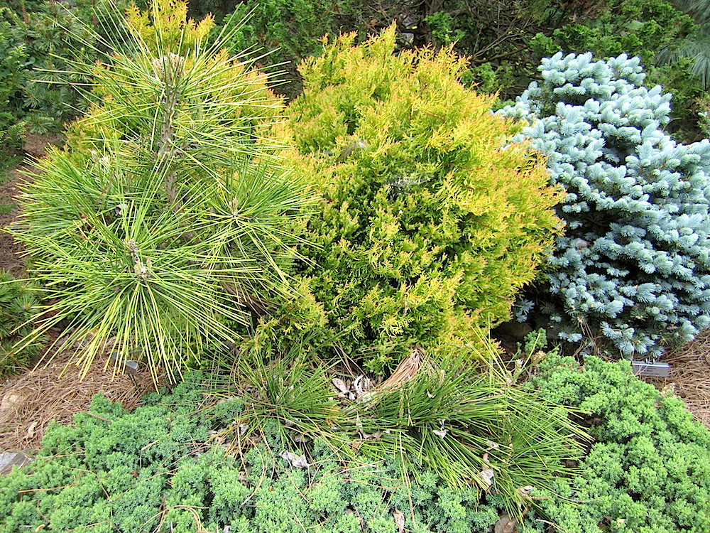 Conifers.