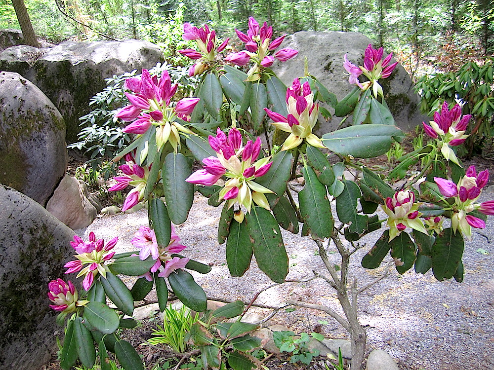 The rhododendron were in bloom when we visited.