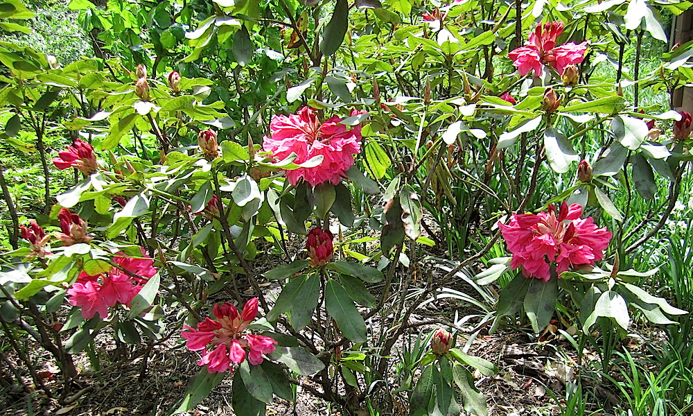 More rhododendron.