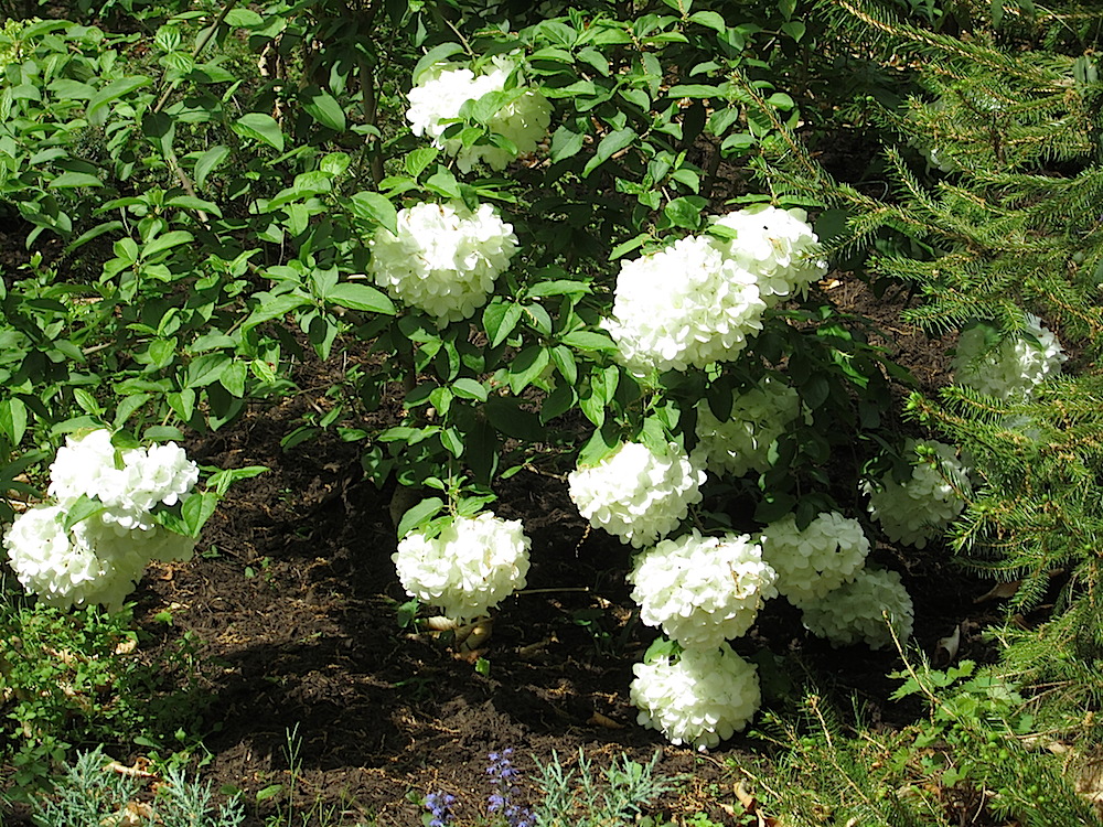 Love these snowball viburnam. My grandmother used to have these.