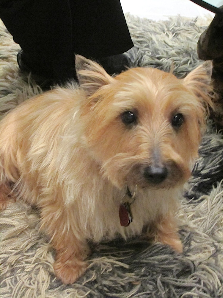 Hello, cutie! This is Otto, Cecily Horton's dog.