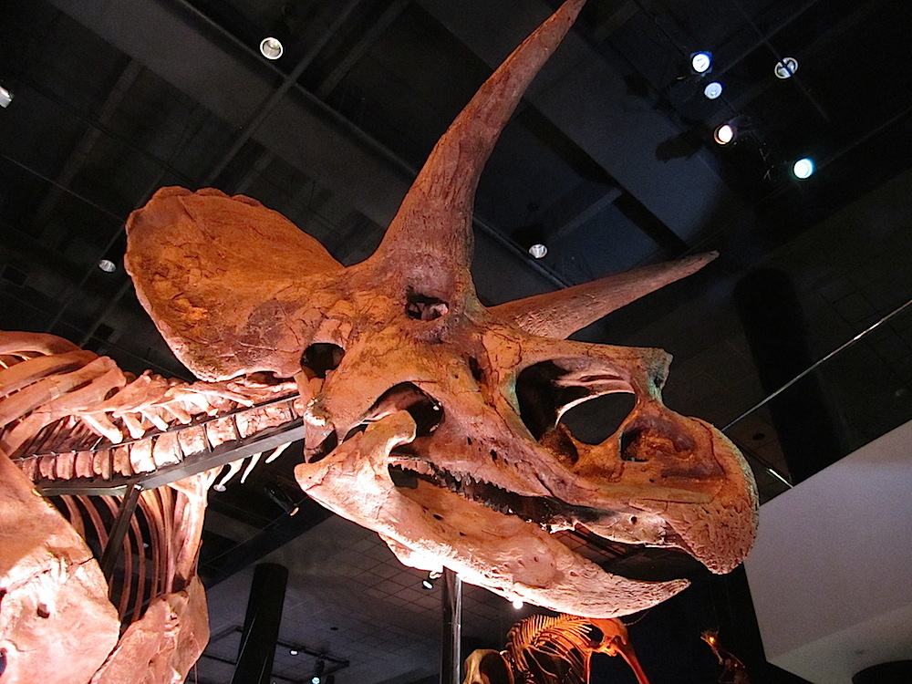 They also had a Triceratops. But I liked the T-rexes better.