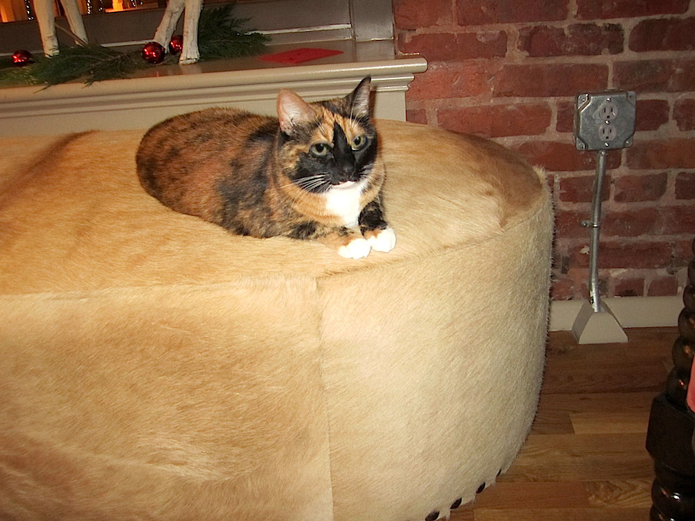 And, after the volume died down as folks drifted out with their plunder, Rexie, the shyest cat in the world, made an appearance.