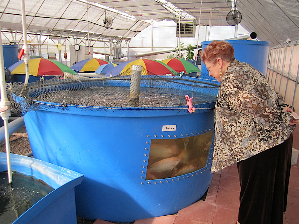 edroe - backyard aquaponics