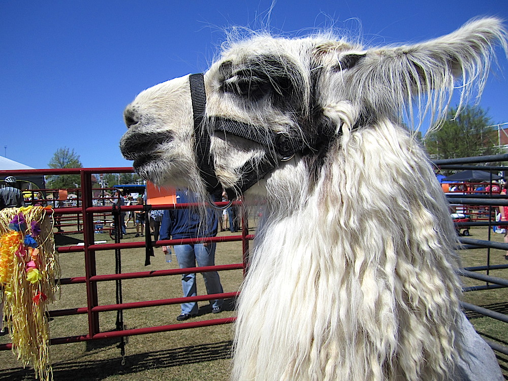 I have fallen in love with llamas! They are so cute and friendly.
