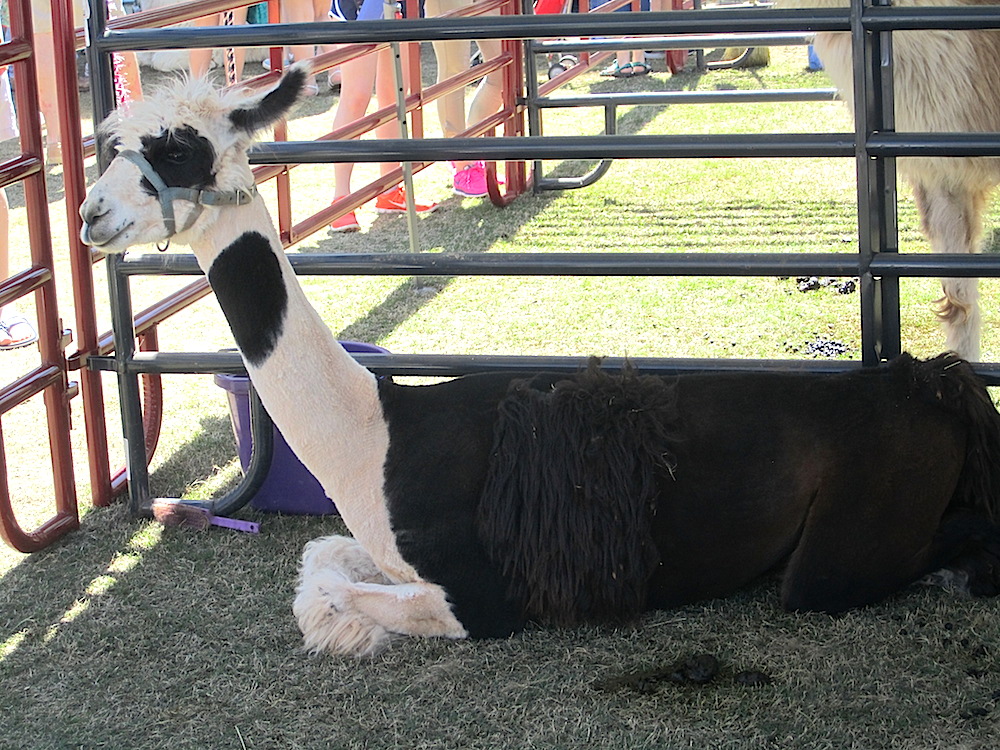 Llamas come in all color and shapes.