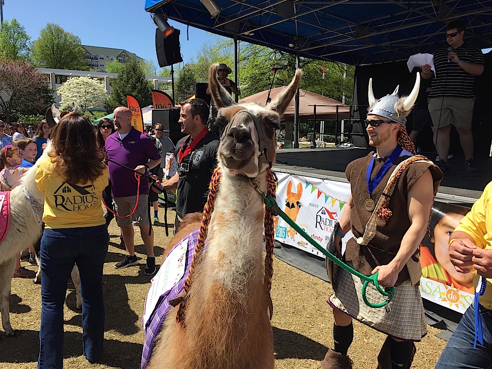 Here's the winning llama, running for Tennessee School for the Deaf.