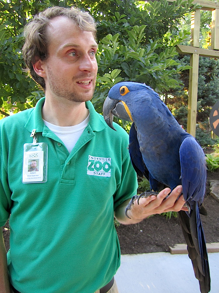 This beautiful Hyacinth macaw is named Spencer.