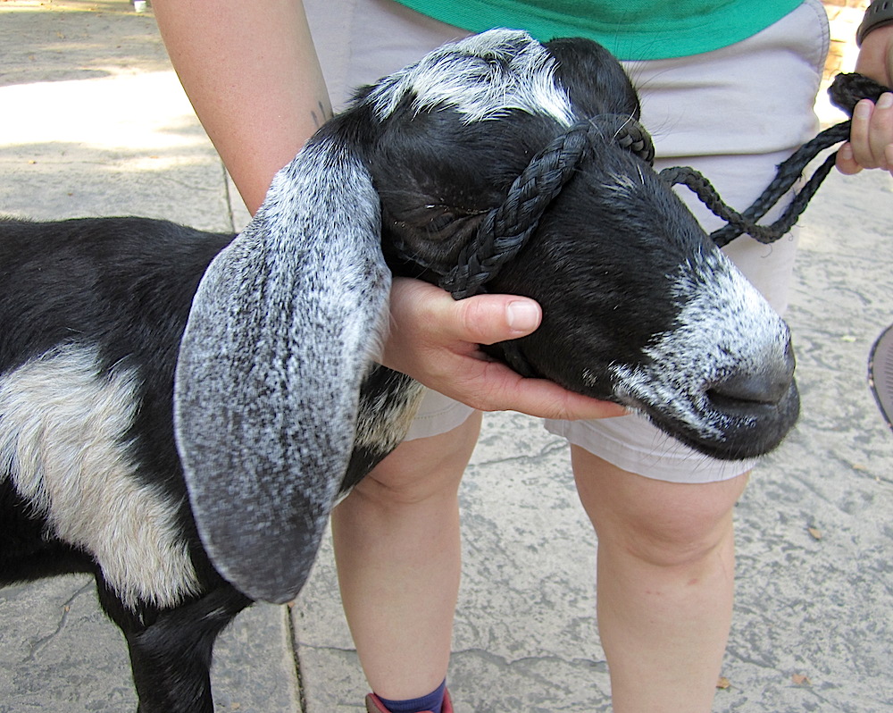 Spice is an adorable Nubian goat.