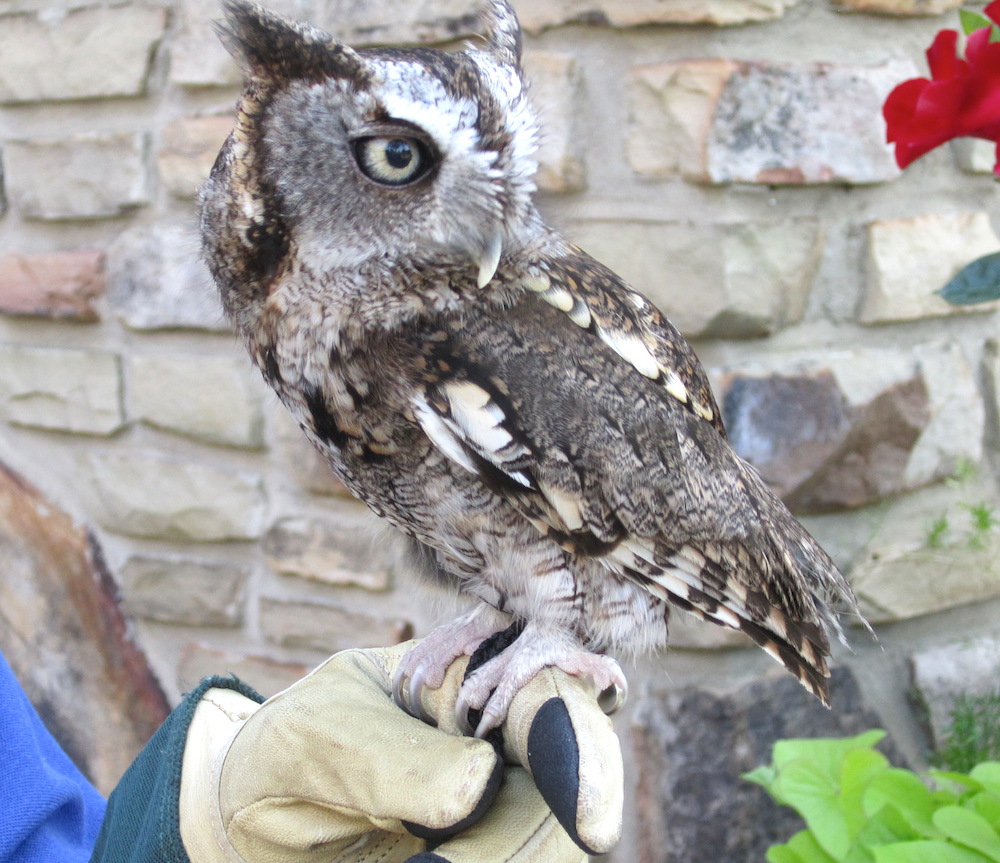 This is Moseby, a screech owl, making the rounds during cocktail hour.