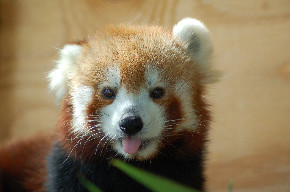 OK, OK. Here's what a real red panda looks like. The Knoxville Zoo has six. (Photo courtesy of Knoxville Zoo)