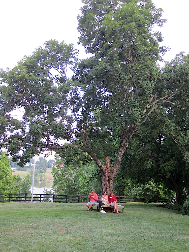 What a beautiful tree.