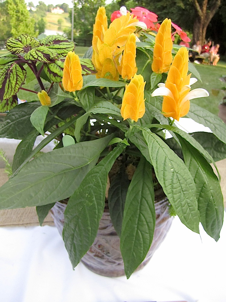 This lovely shrimp plant was in the small but interesting silent auction.