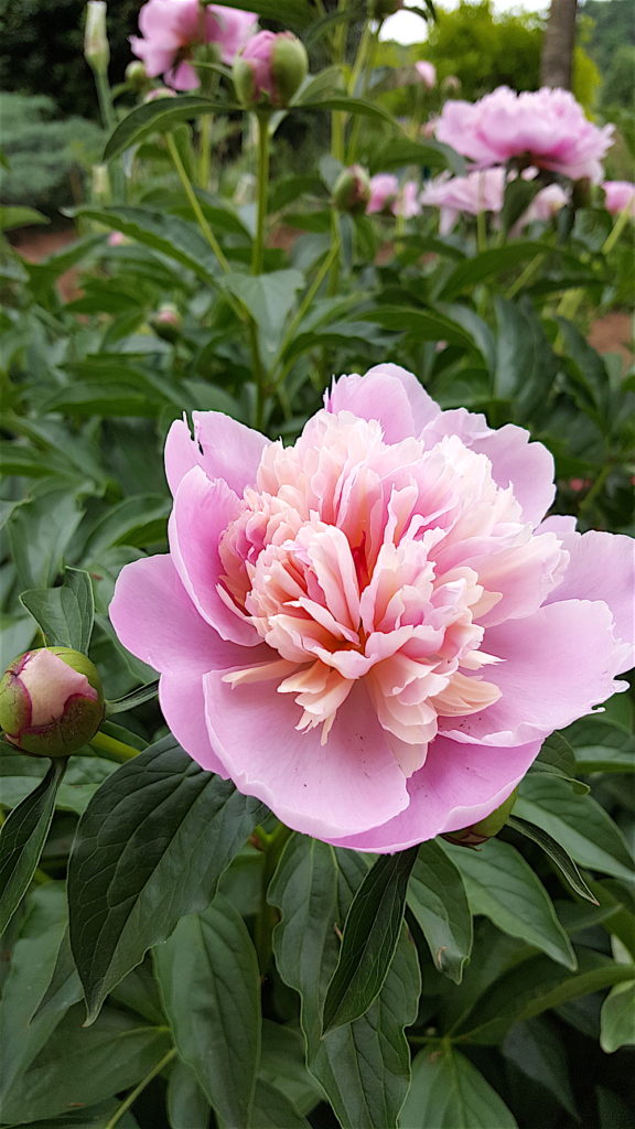 UT Gardens honor major donor — and peonies! - Blue Streak