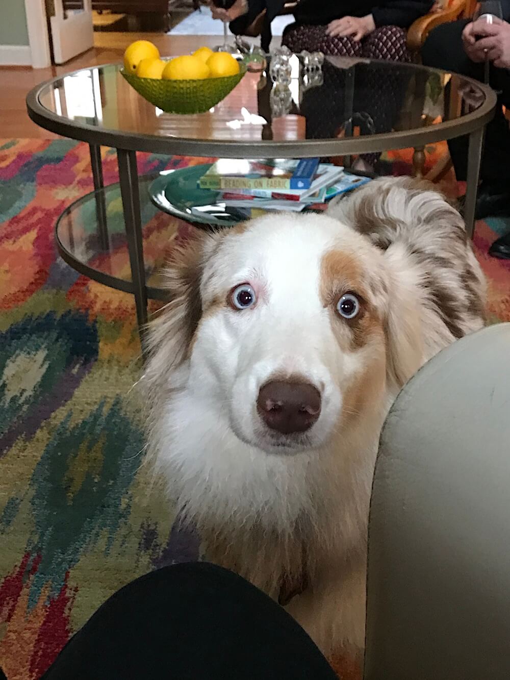 Meet Luna, an Australian shepherd. Deb joked about her name. "It's short for lunatic," she laughed.
